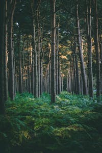 A tranquil evergreen forest with ferns, showcasing nature's beauty and tranquility.