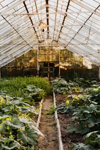 A vibrant greenhouse filled with flourishing plants and vegetables, capturing the essence of indoor gardening.